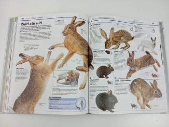 John Woodward: Zvířata v kostce