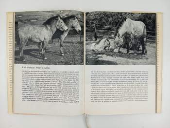 Julius Komárek: Zvířata zblízka